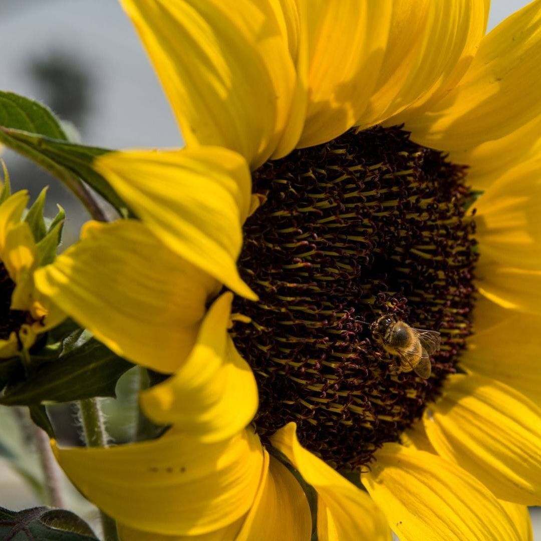 Girasoles. Cuándo se regalan Flores Amarillas en Septiembre 2026.