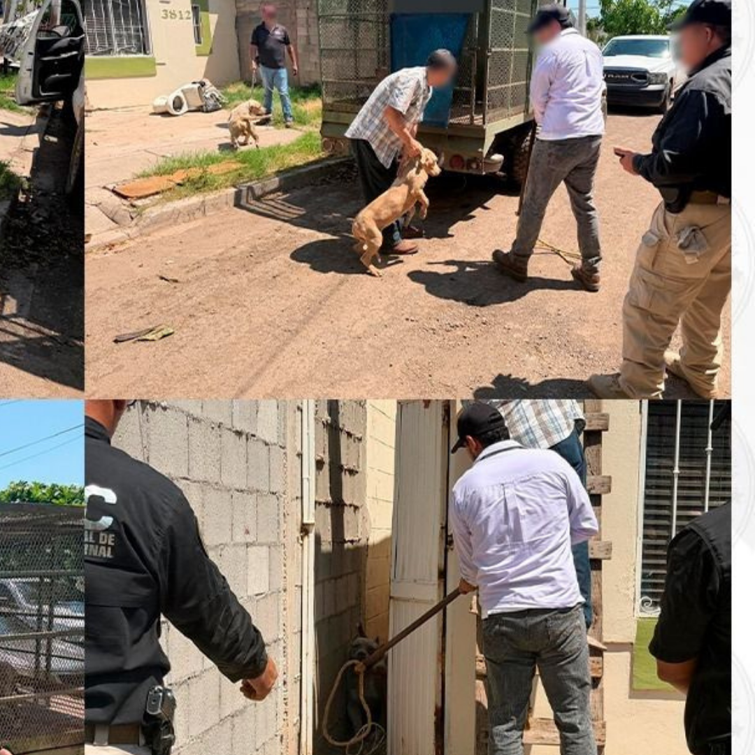 Rescatan a Cuatro Perros de Vivienda Denunciada por Maltrato Animal en Cajeme