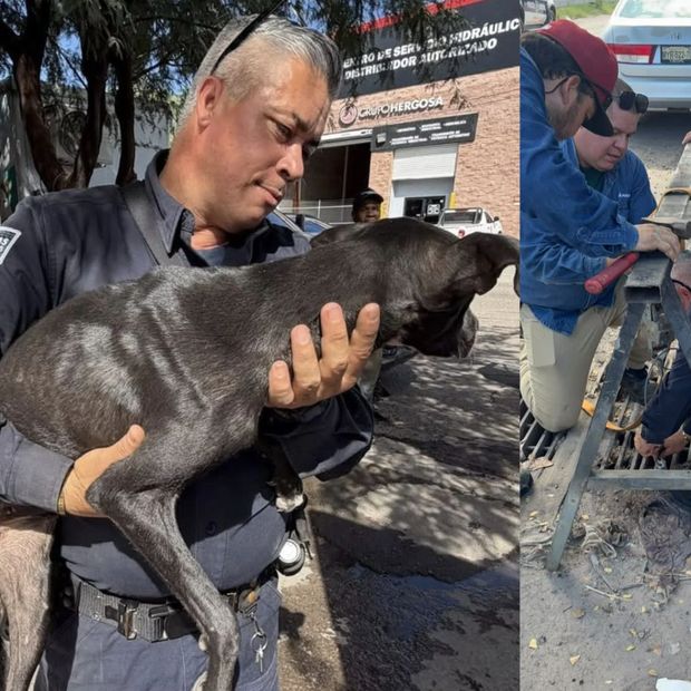Rescatan a Perro Atrapado Durante 5 Días en una Alcantarilla de Hermosillo