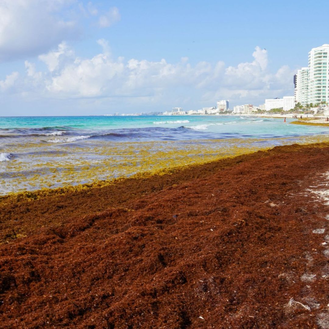 Presencia de sargazo en playa de Cancún, Quintana Roo.