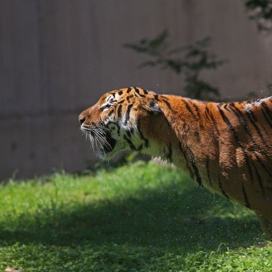 Se Escapa Tigre de Reserva de Tepetlaoxtoc. Foto: Cuartoscuro