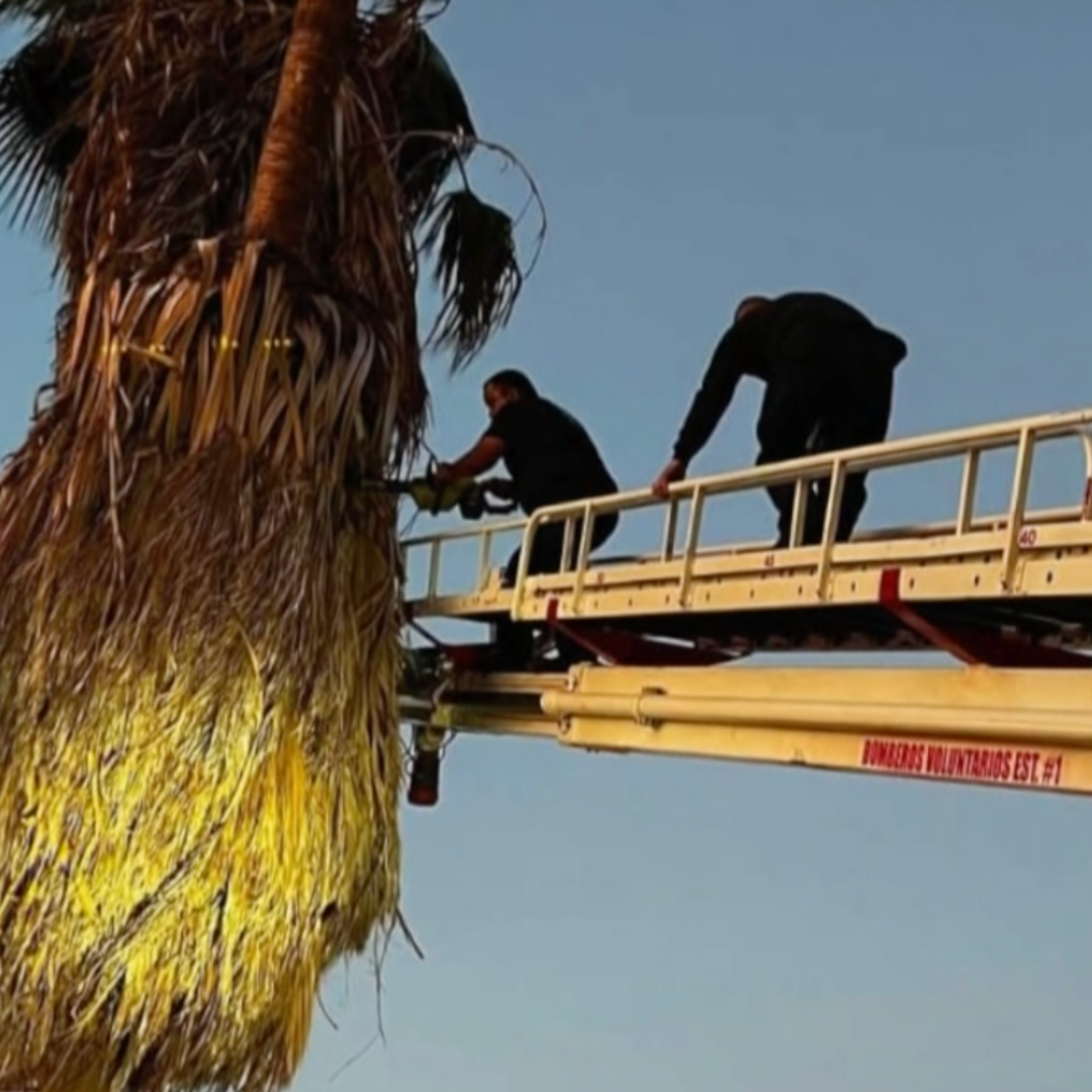 Trabajador es Localizado Sin Vida Colgado de un Arnés y de una Palma en San Luis Río Colorado