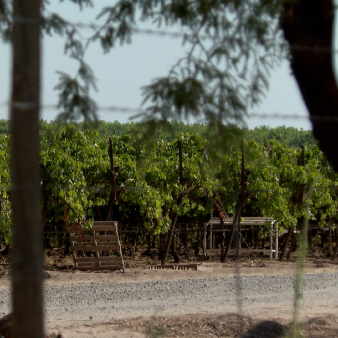 Trabajadores Agrícolas Sufren Ataque de Enjambre de Abejas en Hermosillo