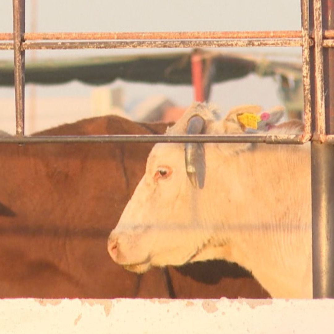 Detectan Primer Caso de Gusano Barrenador en Álamos, Sonora