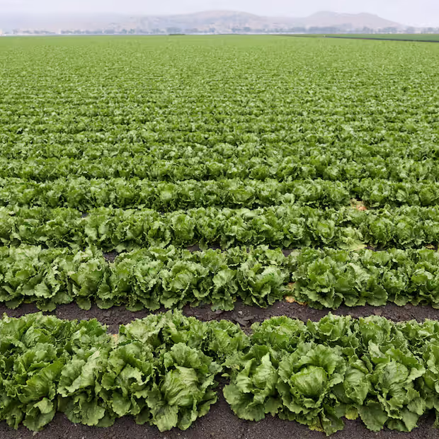 Campo de lechugas. Foto: Reuters