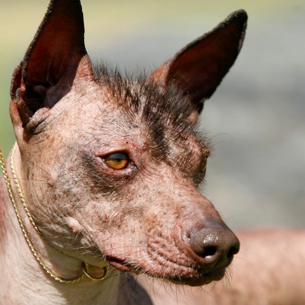 Perro Xoloitzcuintle.