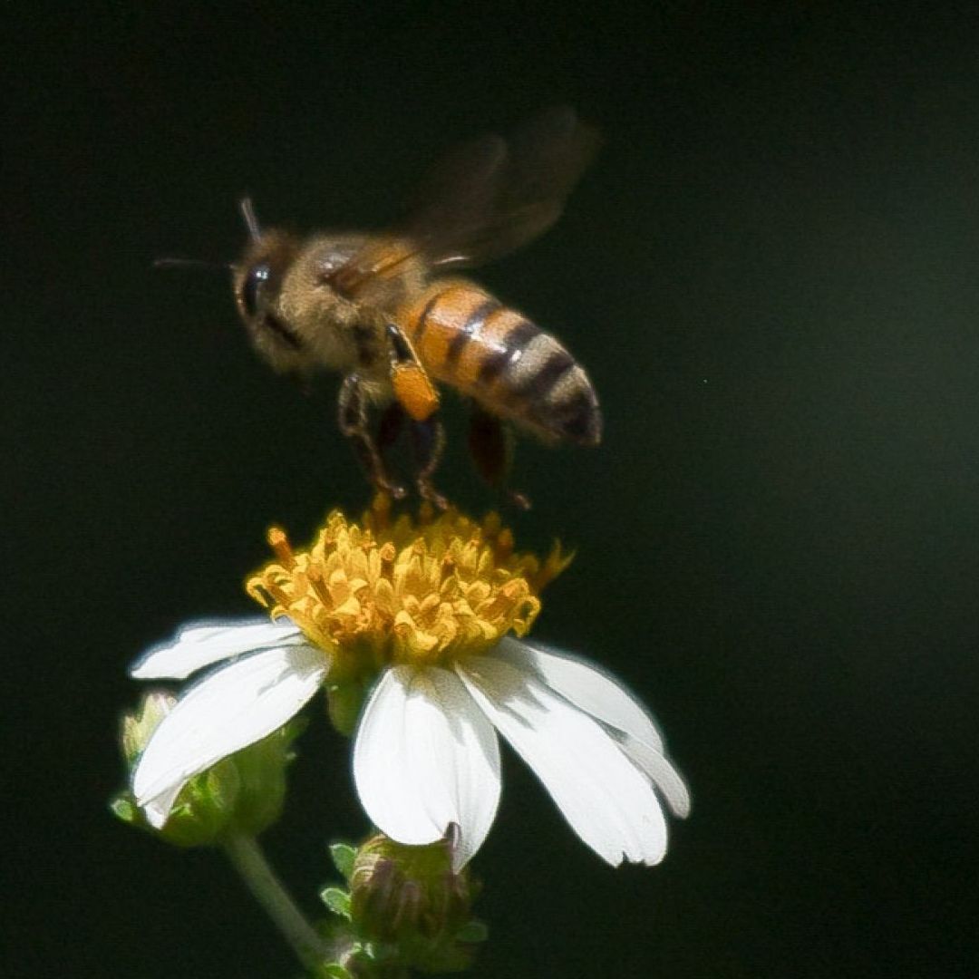 SCJN analizará si las abejas meliponas pueden ser reconocidas como sujetos de derechos por la trascendencia de su función polinizadora.