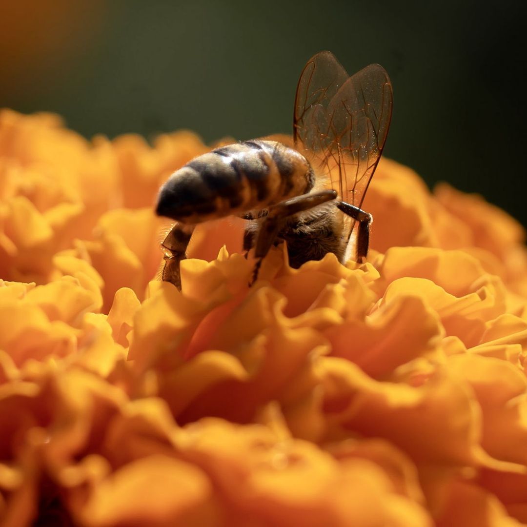 Abeja en una flor de cempasuchil