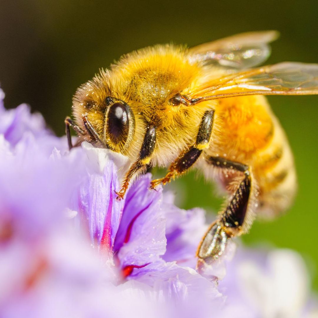 Veneno de abeja podría tratar el Parkinson