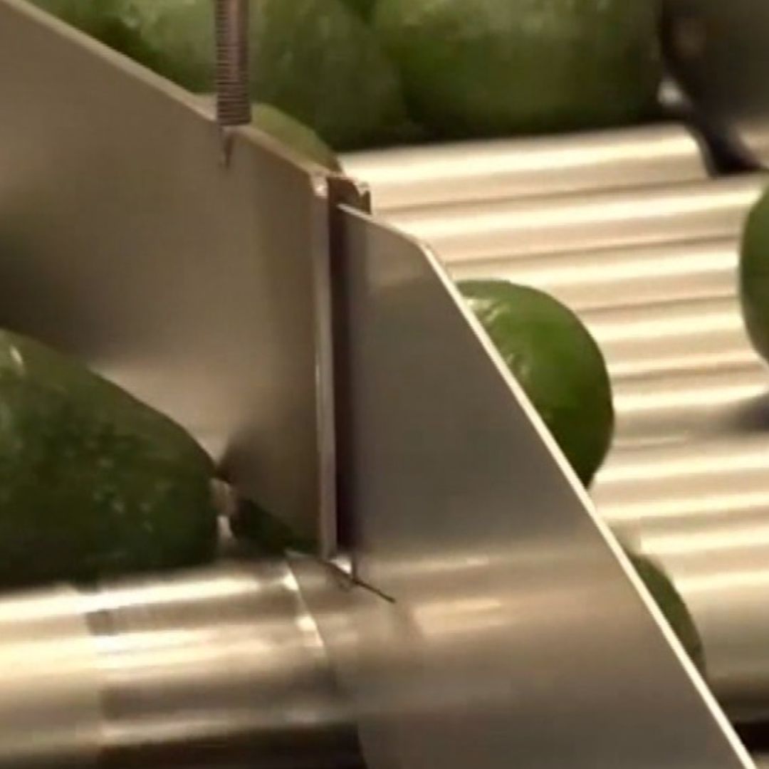 Aguacate
