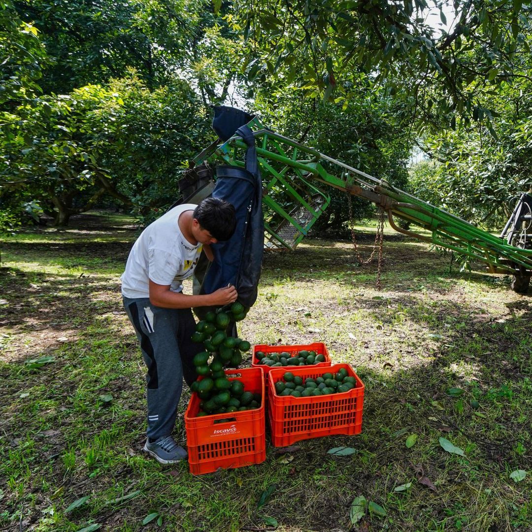 Producción de aguacate. en Michoacán