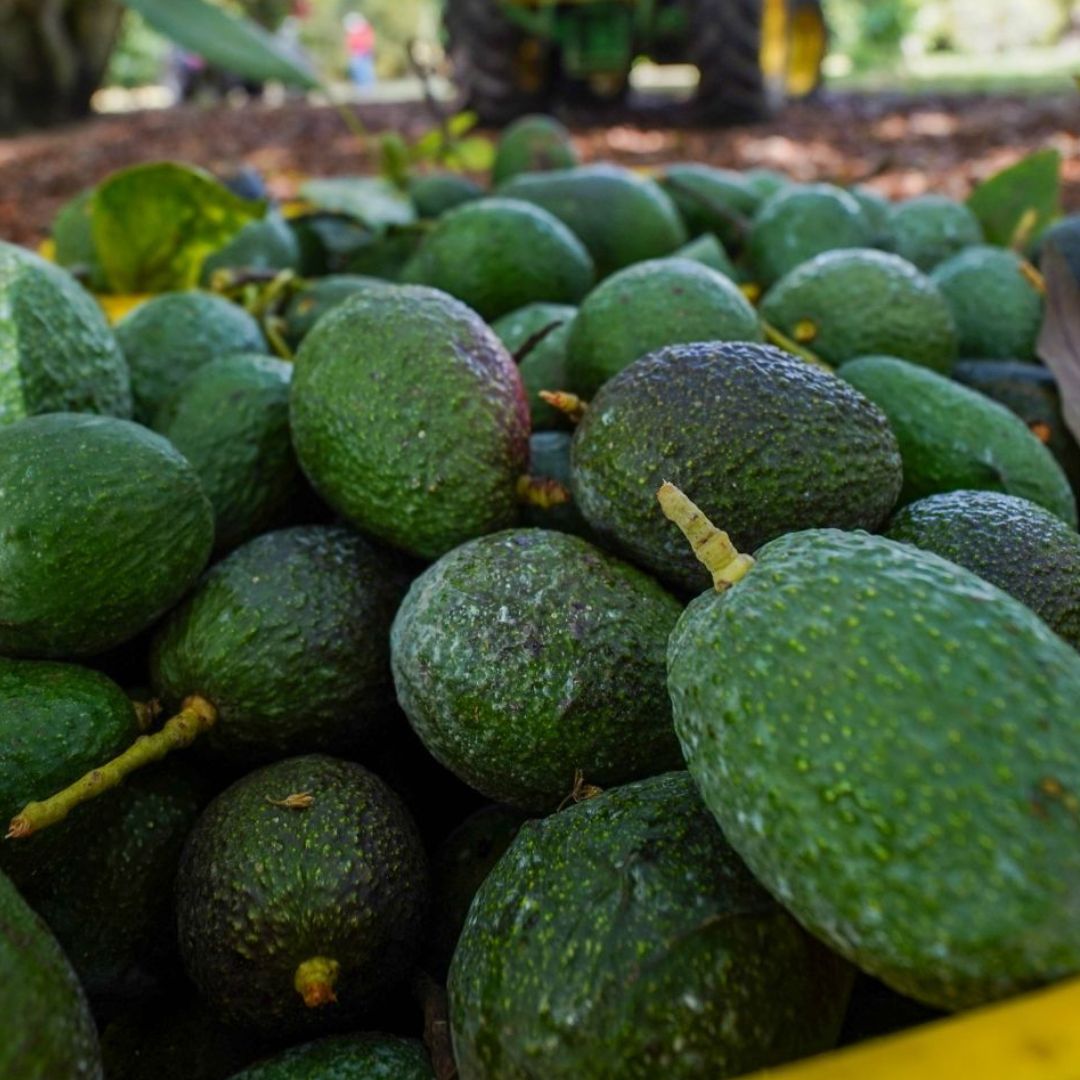 Aguacates de Michoacán.