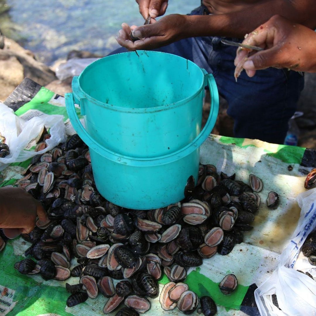 Venta de mariscos y moluscos en Acapulco