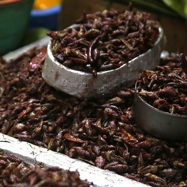Venta de chapulines en mercado de Morelos en julio 2023. Foto: Cuartoscuro | Archivo