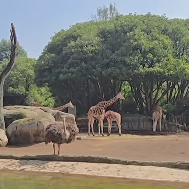 Animales del Zoológico de Chapultepec.