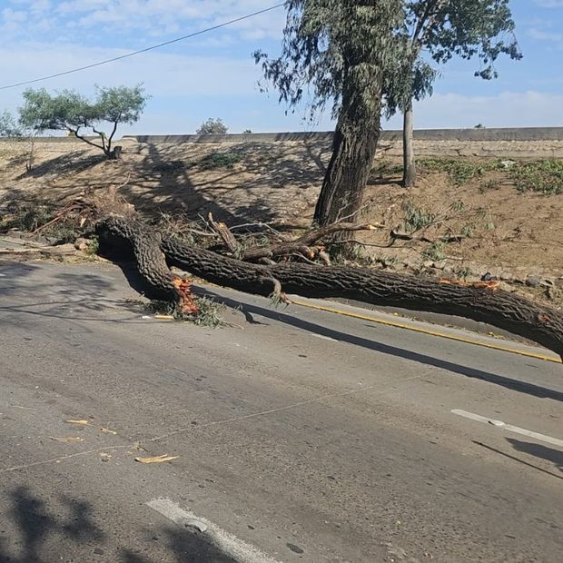 Cae Árbol Sobre Auto que Circulaba en Vía Rápida Poniente en Tijuana, BC