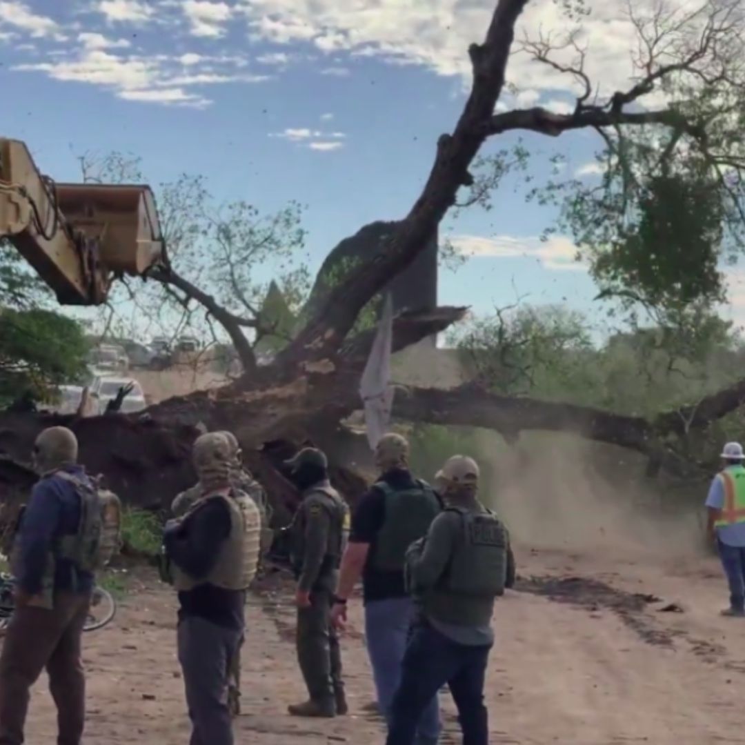 Derriban Árbol de Cientos de Años en Arizona para Construir Muro Fronterizo con México Pese a Protestas
