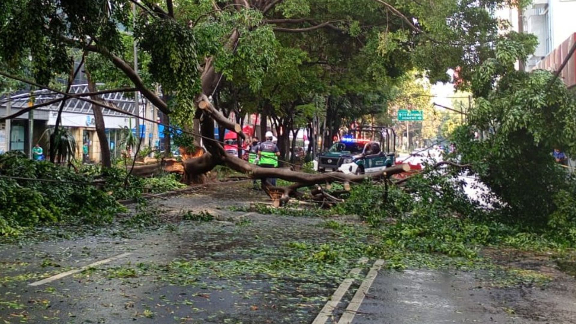 Caída de árbol en calles de la Ciudad de México.