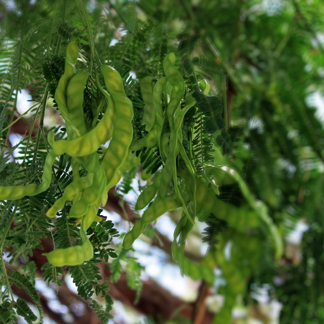 Los árboles ayuda a purificar el aire, generar agua y conservar suelos y  controlar la temperatura.