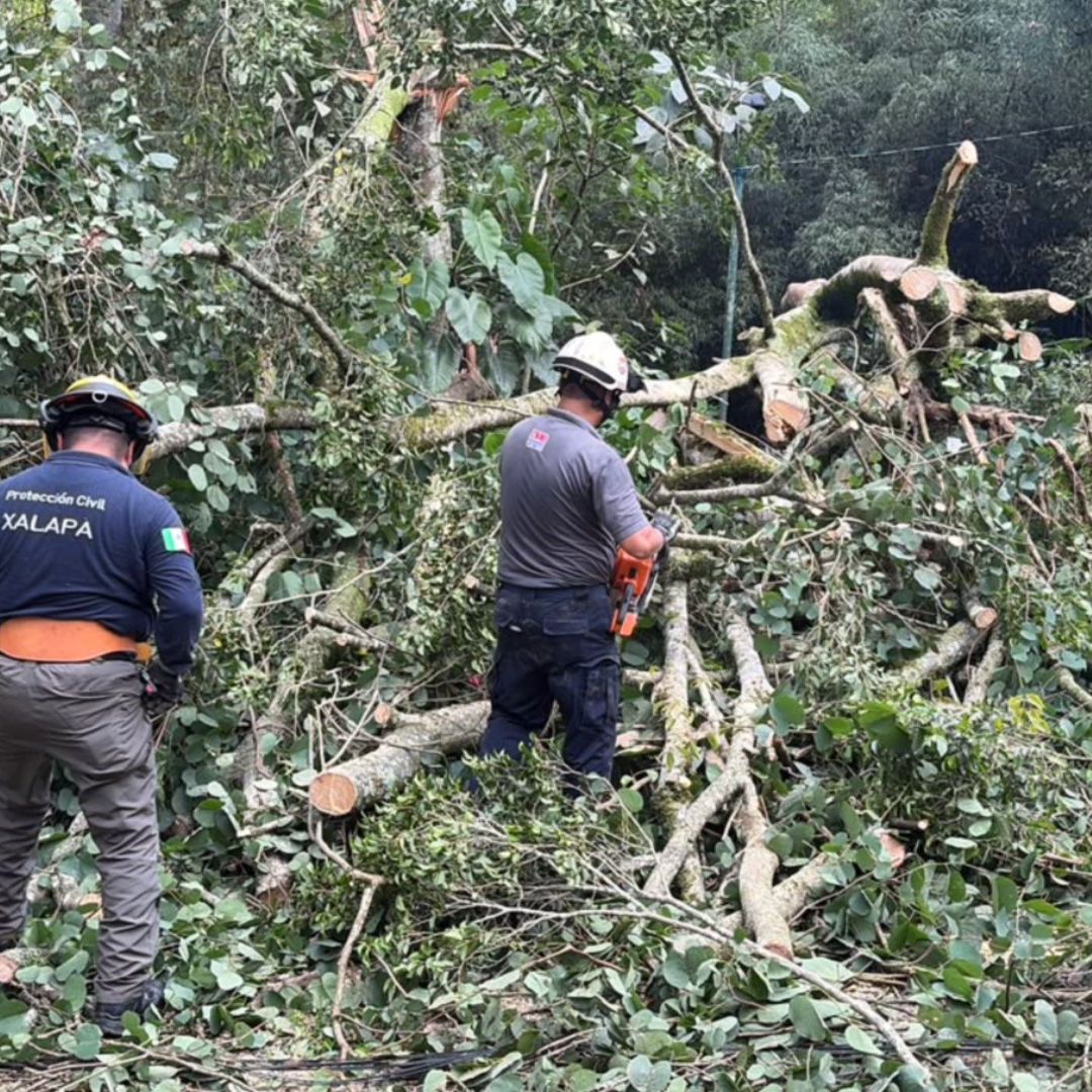 Árbol cae sobre dos vehículos en Lucas Martín. Foto: Escuadrón Nacional de Rescate