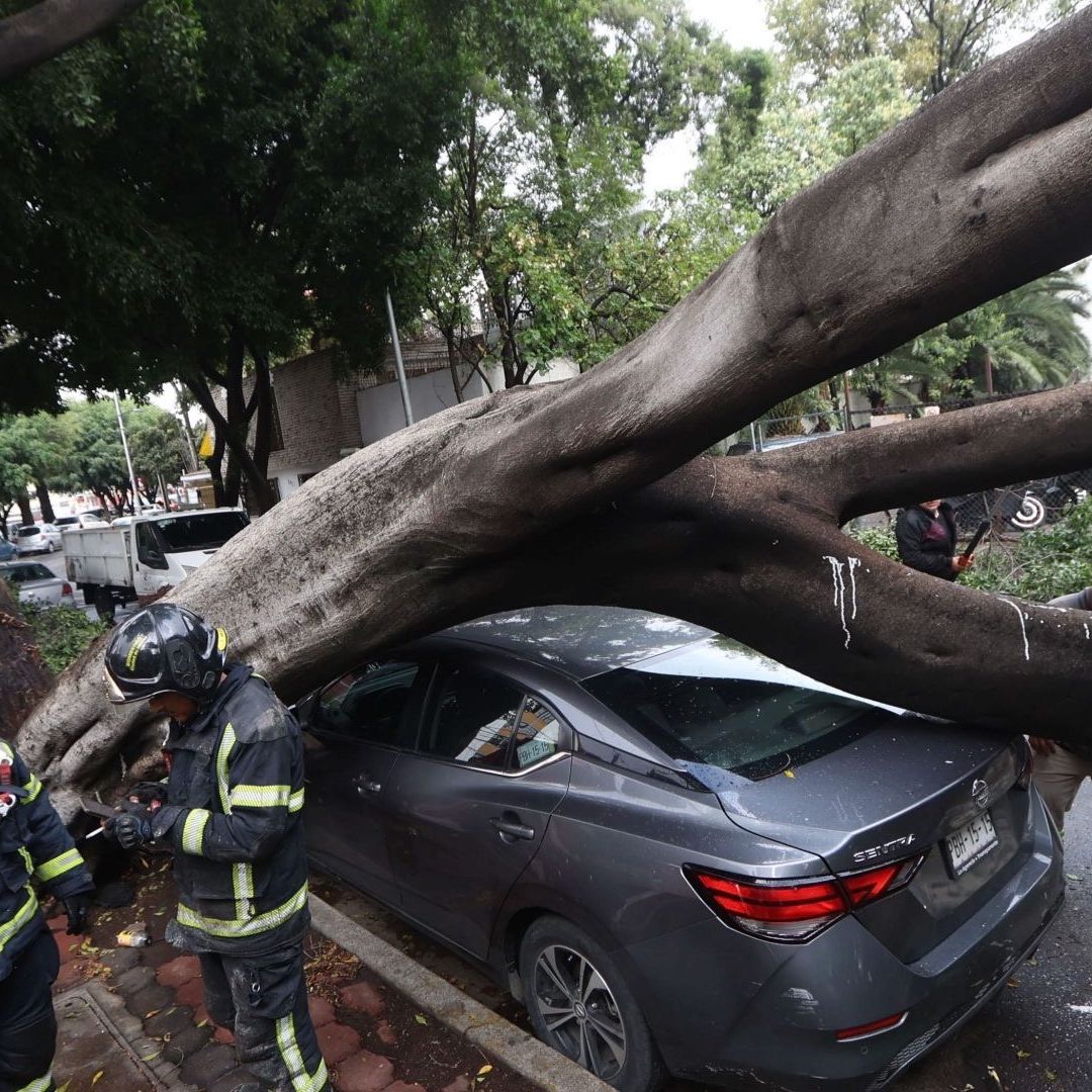Árbol caído en Balbuena