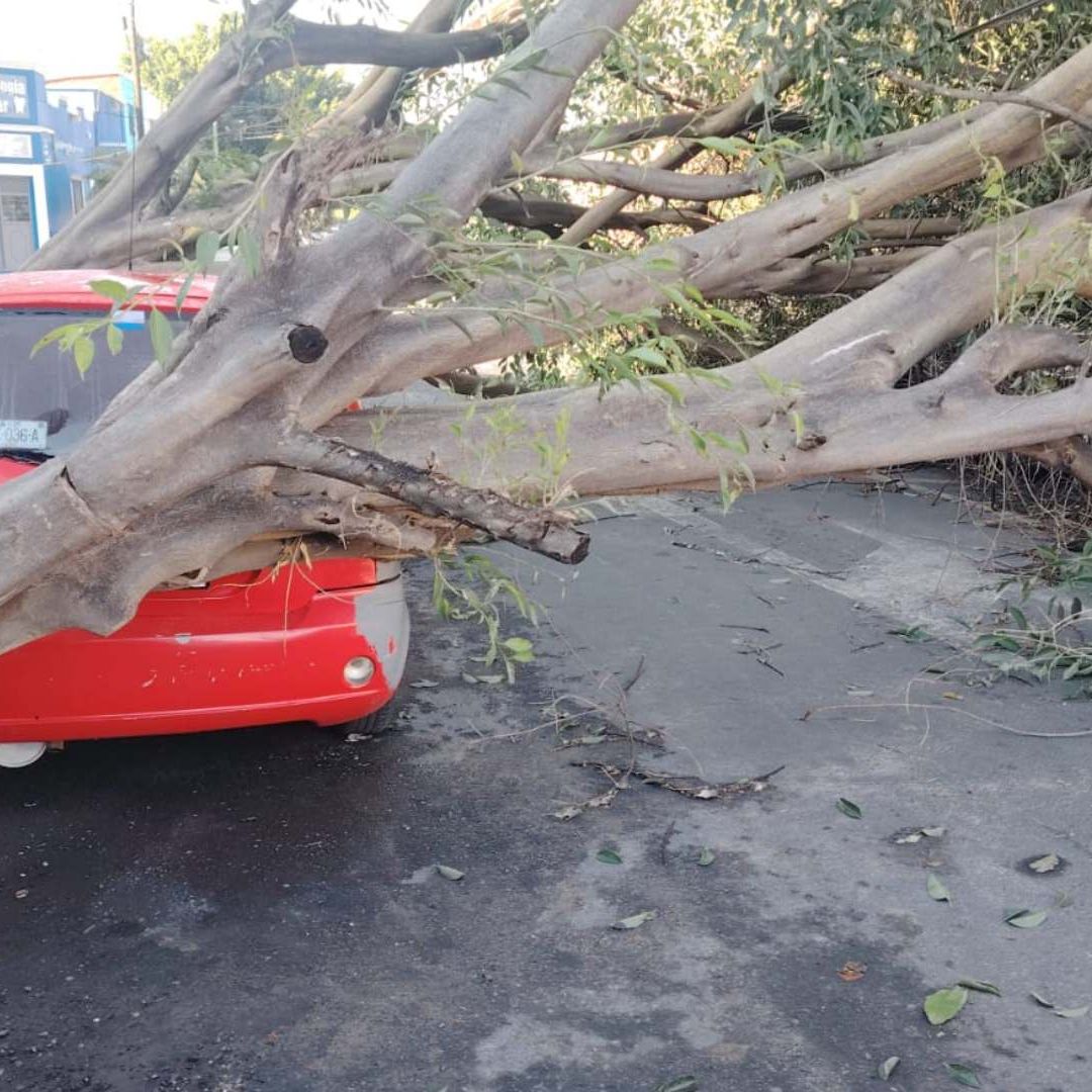 árbol caído