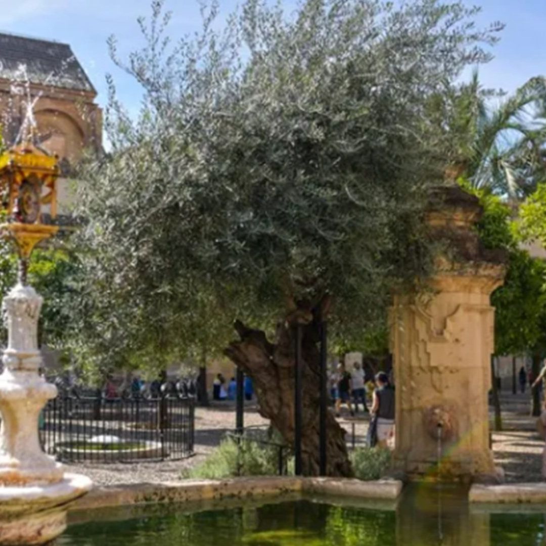 Árboles que mitigan el calor