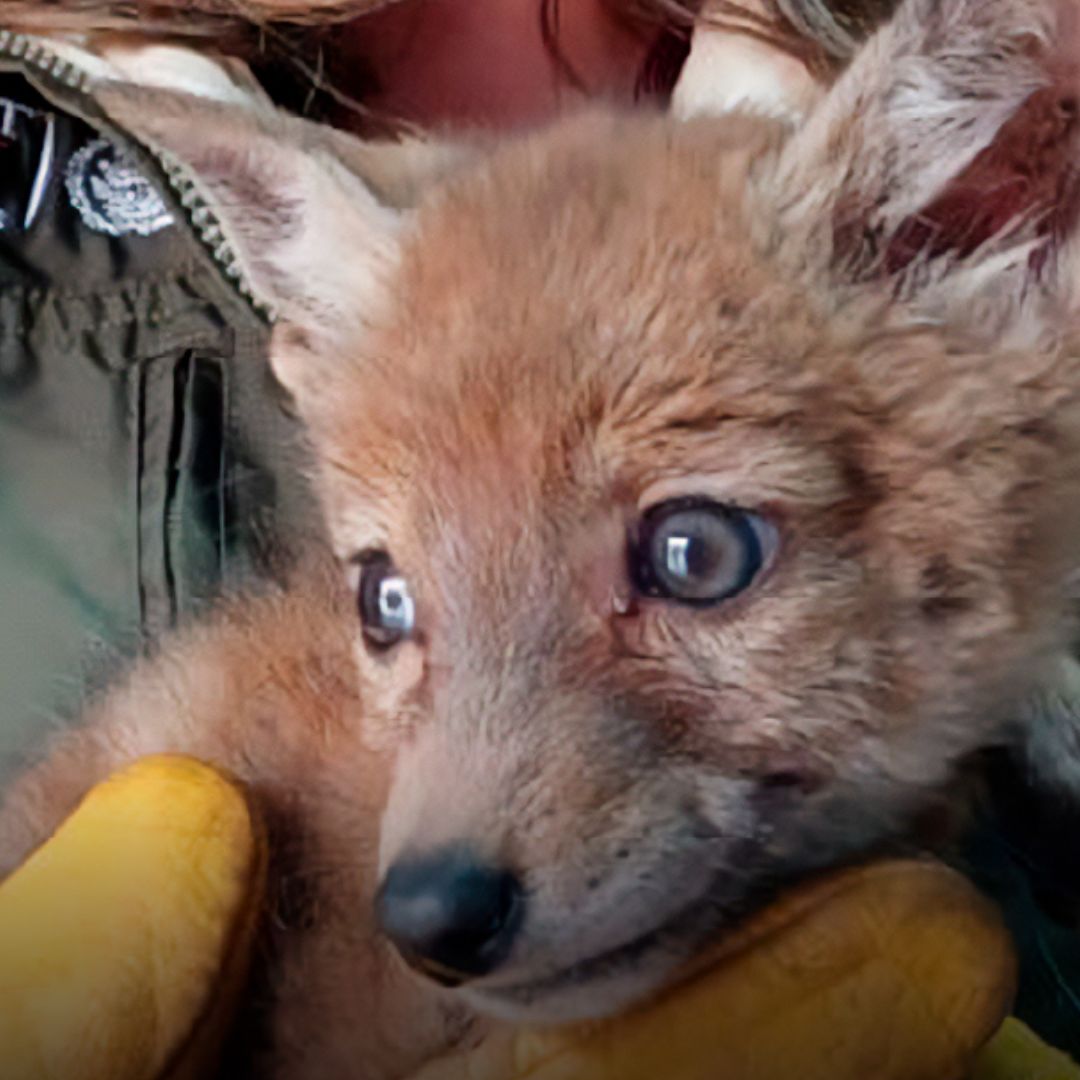 Cría de Coyote Asegurada Profepa Domicilio San Luis Teolocholco Tlaxcala