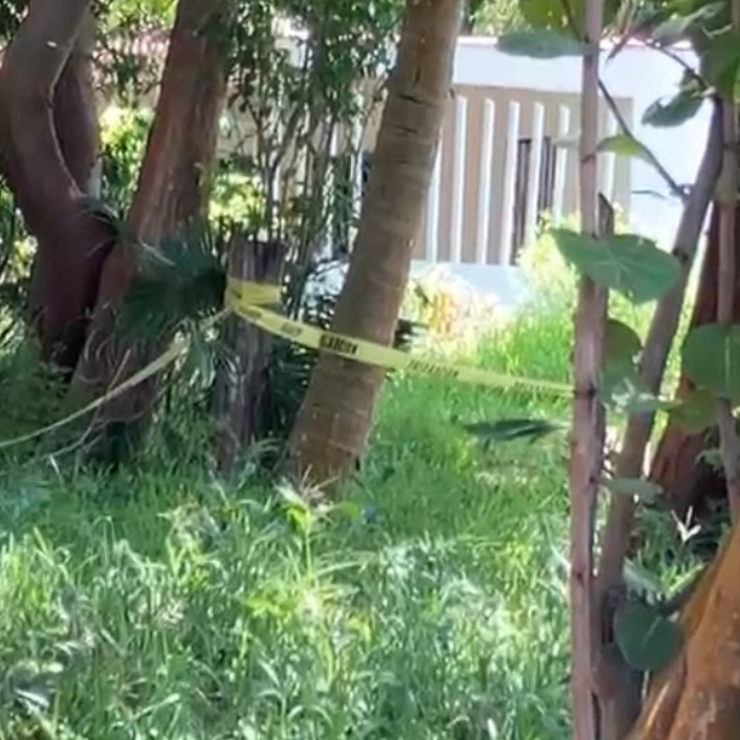 Ataque de abejas en Veracruz deja como saldo dos perros muertos y varios heridos