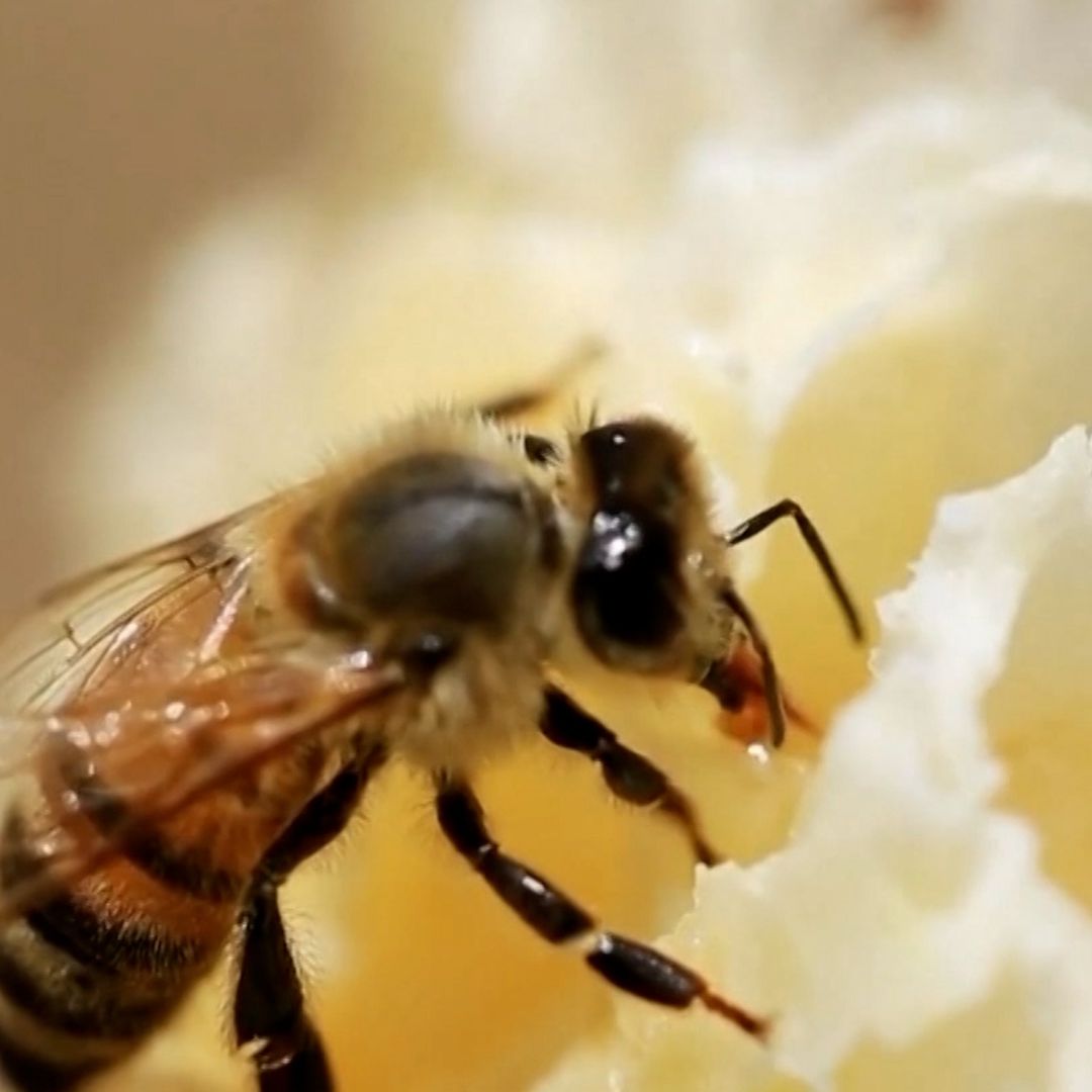 Abeja en panal
