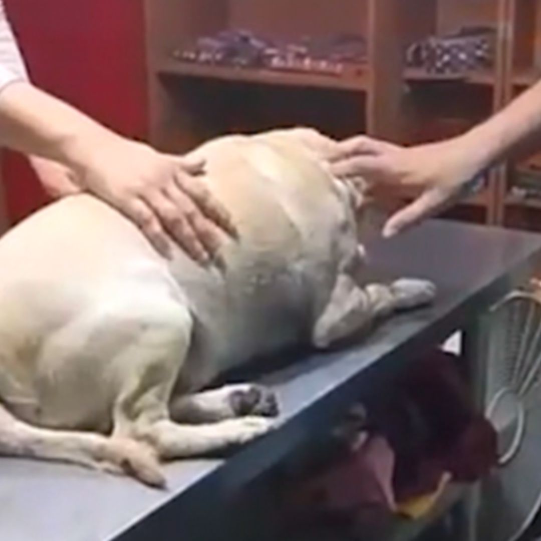 Perro atropellado
