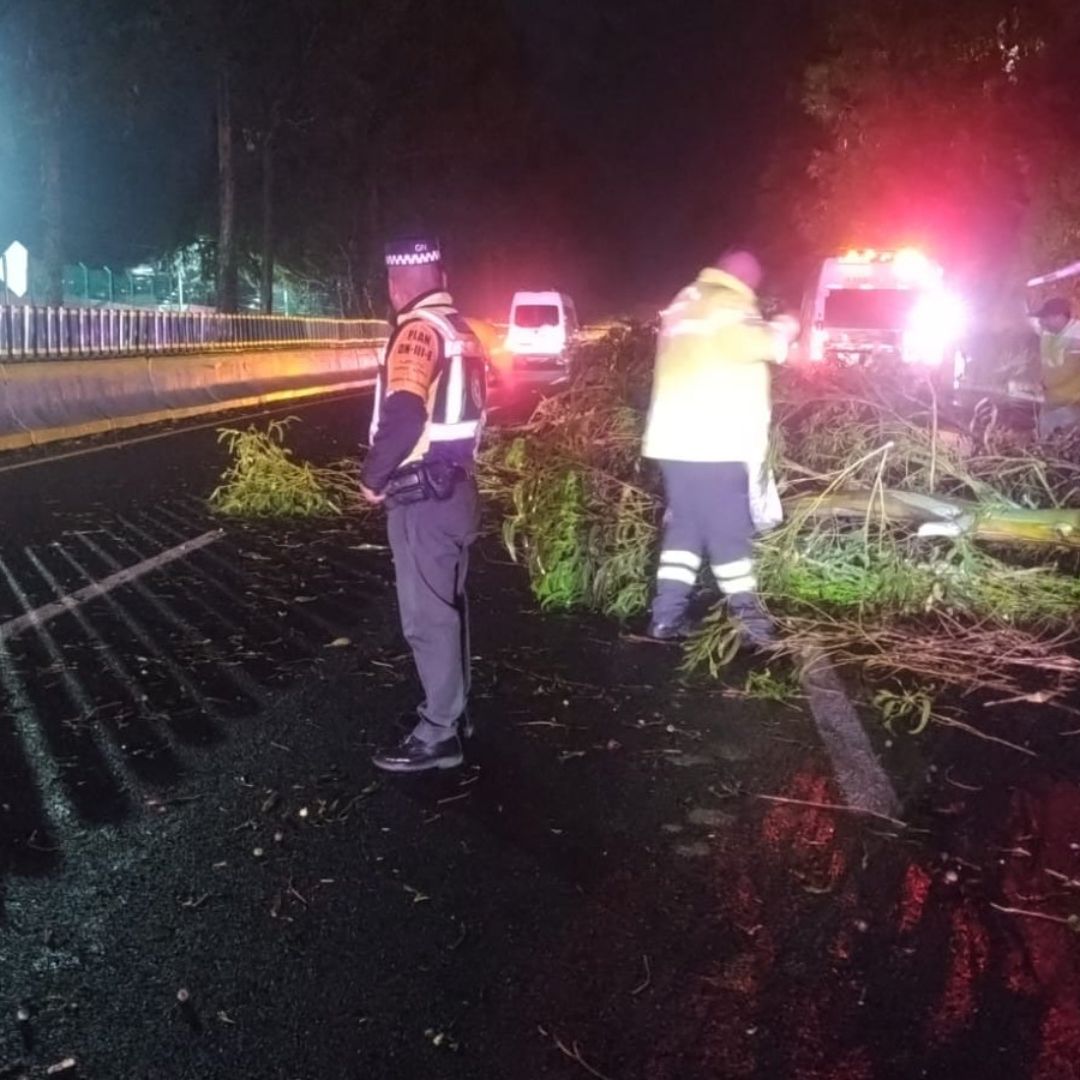 Equipos laboran en Autopista México-Cuernavaca por caída de árbol.
