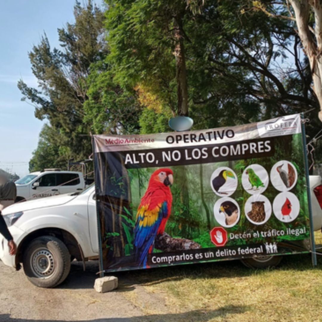 Aseguradas 65 Especies Aves Orquídeas Tlacotepec de Benito Juárez Tepanco de López Puebla