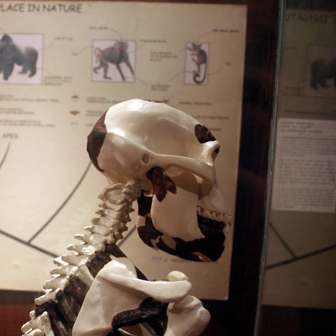 Réplica reconstruida del esqueleto de una homínida hembra de más de tres millones de años de antigüedad, conocida como "Lucy". Foto: Reuters | Archivo