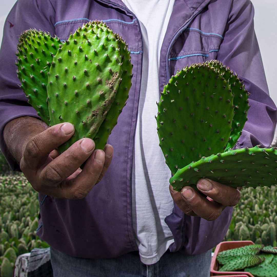 Productores de nopales en la alcaldía Milpa Alta, CDMX, en marzo 2021. Foto: Cuartoscuro | Archivo