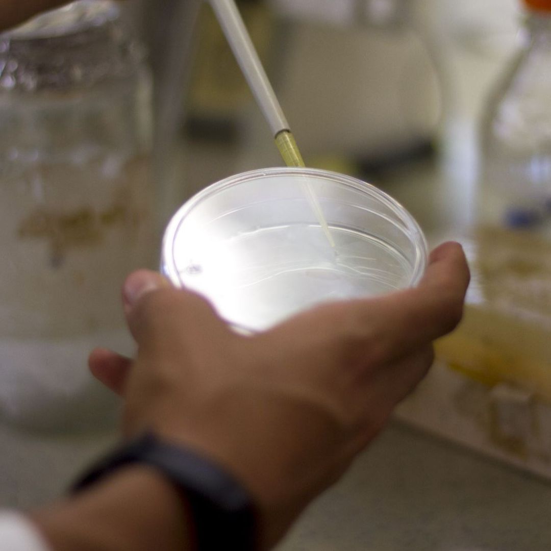 Bacteria investigada por la UNAM