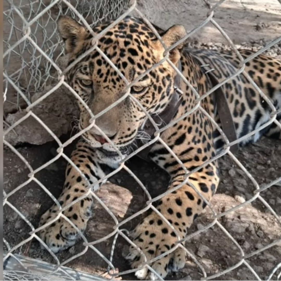 Jaguar