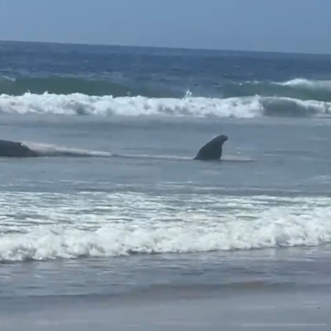 Encuentran Ballena de Más de 10 Metros y Lobo Marino Sin Vida en Tijuana