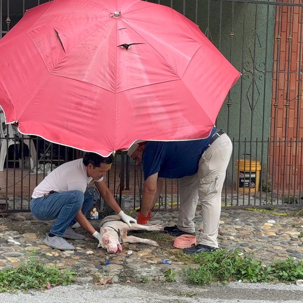 Perro Queda Solo tras Muerte de su Dueño; Vecinos lo Rescatan en Tampico