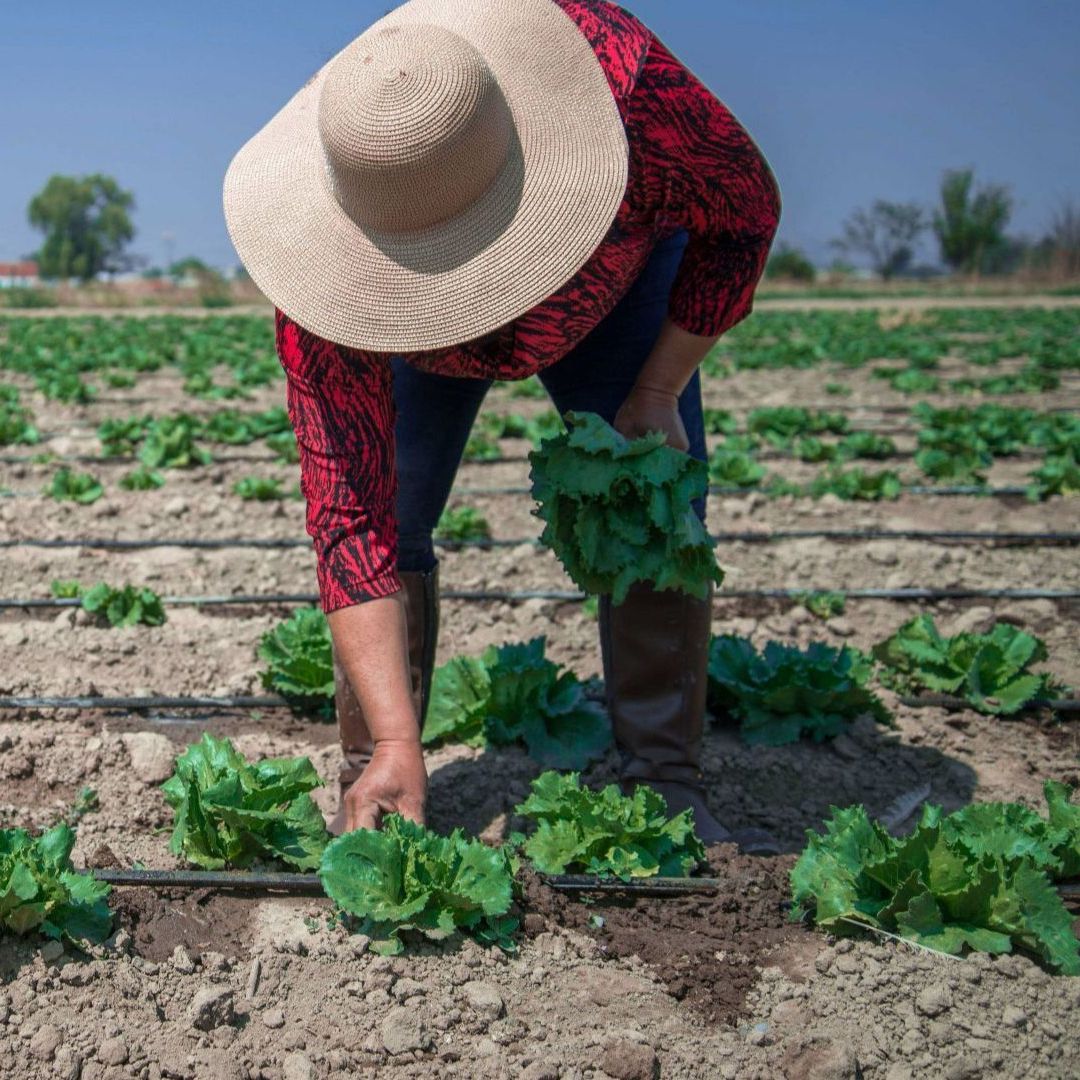 Producción de lechuga en México. Foto: Cuartoscuro | Archivo