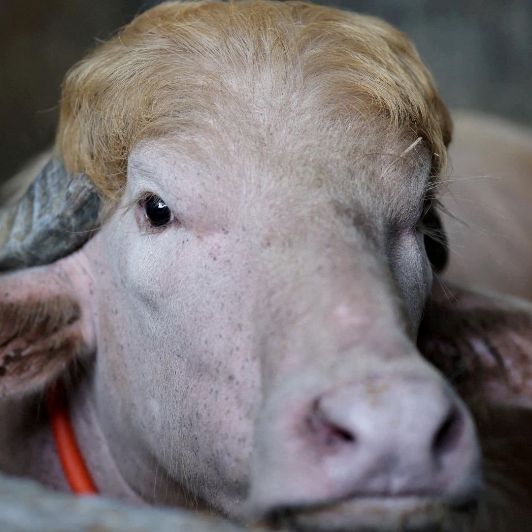 El búfalo apodado “Donald Trump” en una granja en Bangladesh.