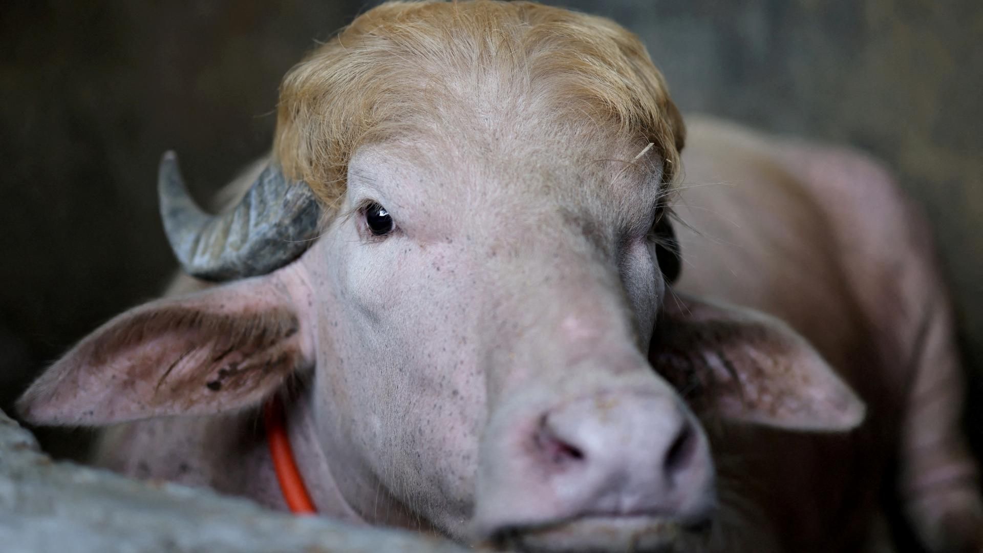 El búfalo apodado “Donald Trump” en una granja en Bangladesh.