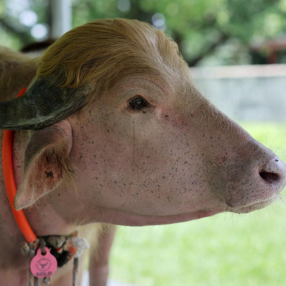 El búfalo albino apodado “Donald Trump”, que se hizo viral y se salvó del sacrificio