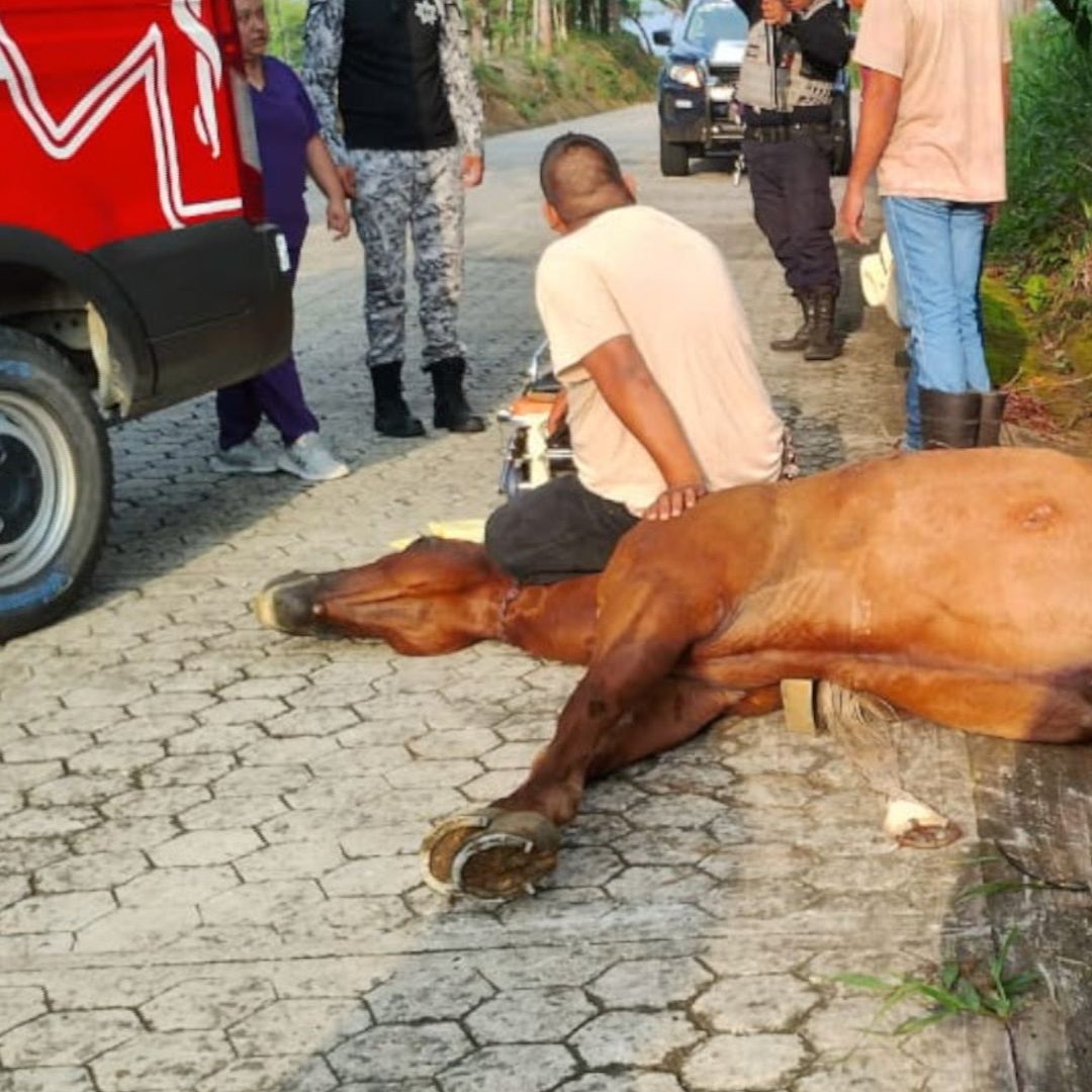 Muere caballo tras accidente en Hueytamalco, Puebla.