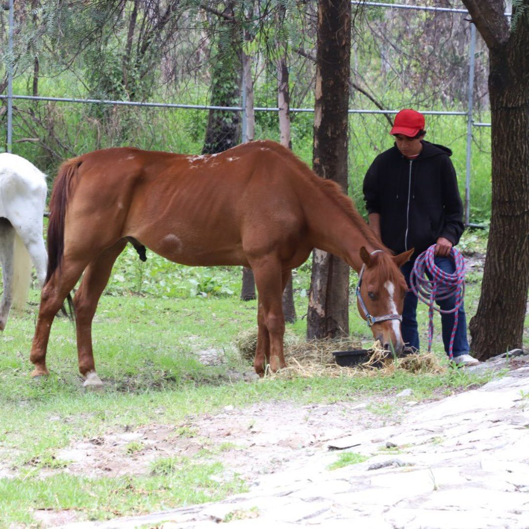 Dos Caballos Rescatados Víctimas de Maltrato Crueldad Animal en Puebla