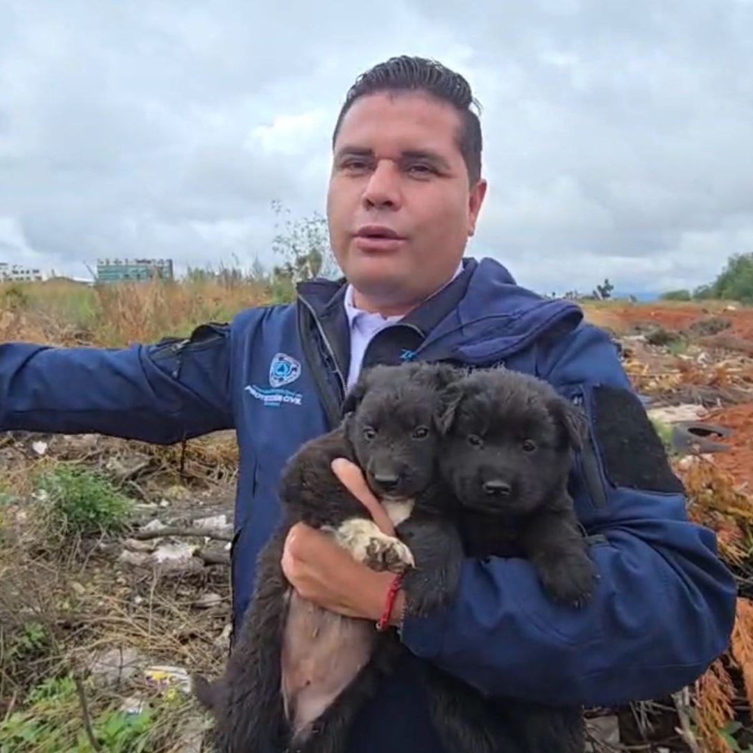 Cachorros rescatados