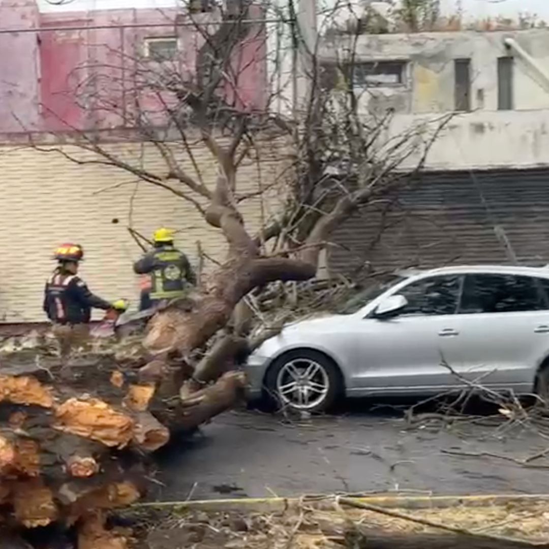 Árbol Caído Automóvil Dos Viviendas Calle Madrid Bulevar 5 de Mayo Puebla