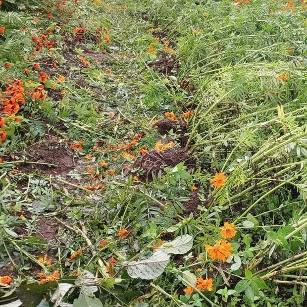 Floricultores de El Zacatal reportó daños en sus cultivos.