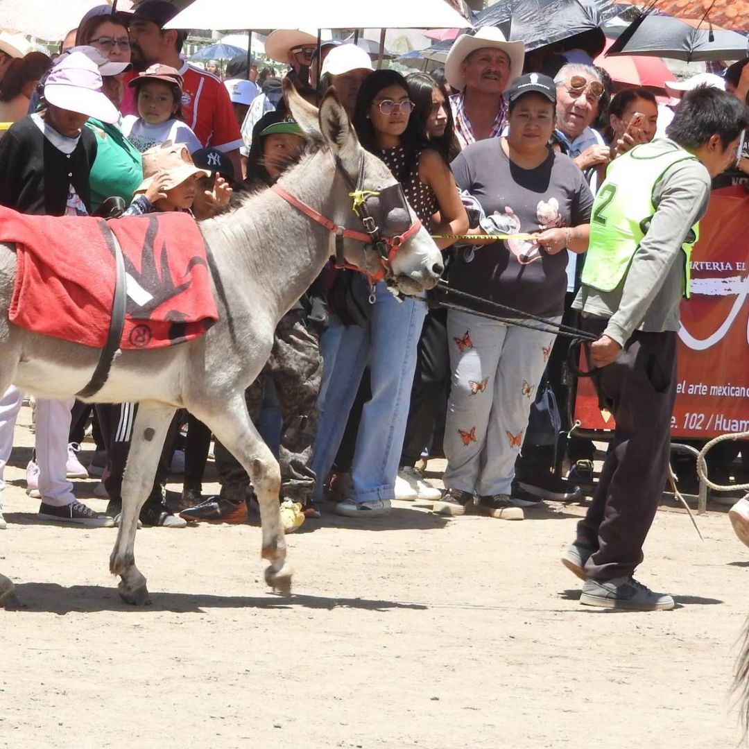 Maltrato Animal Suspensión Carrera de Burros Feria del Mezcal 2026 Caltepec Puebla