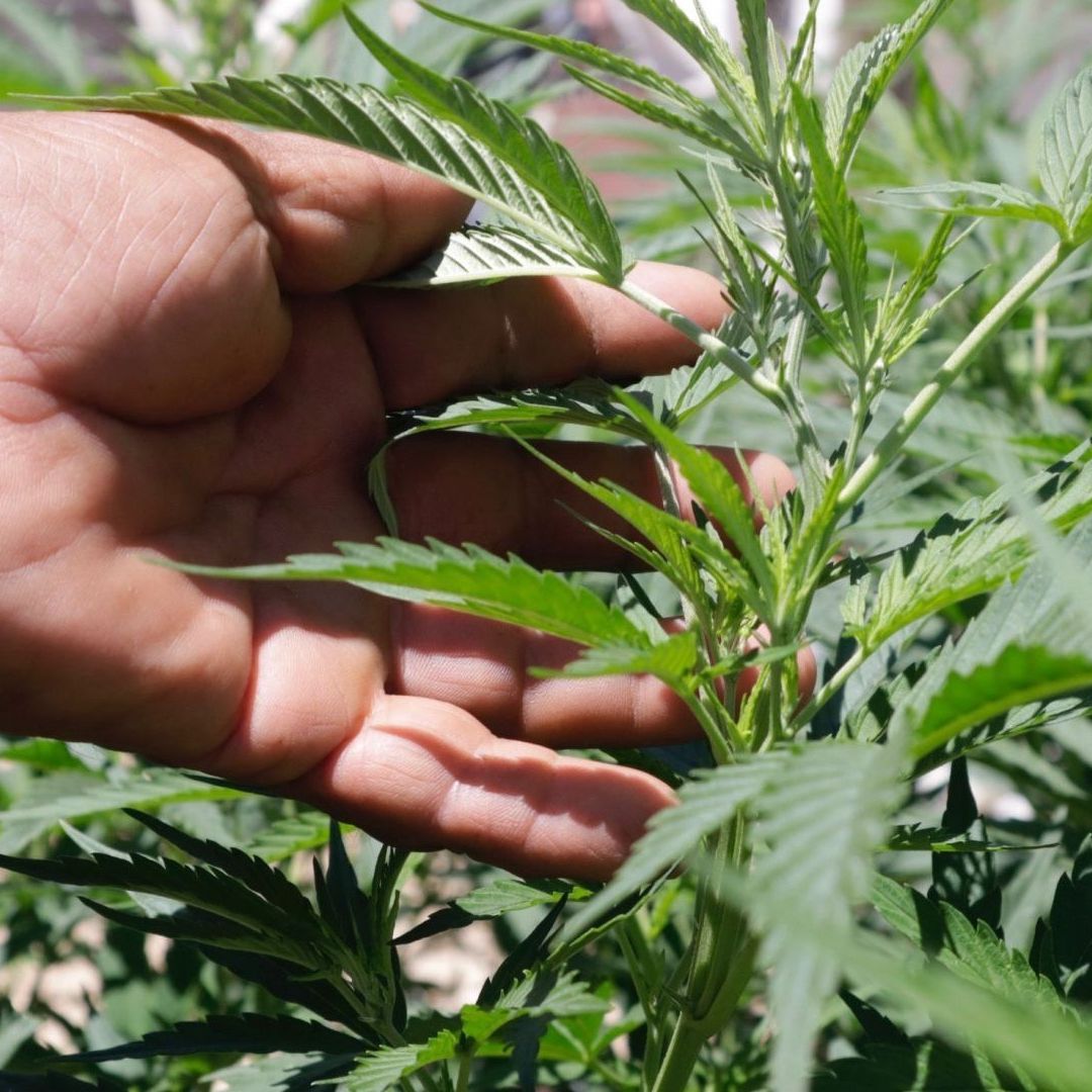 Cannabis